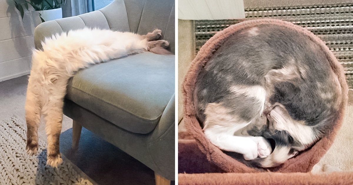 25 Chats qui défient les lois de la flexibilité avec beaucoup de talent