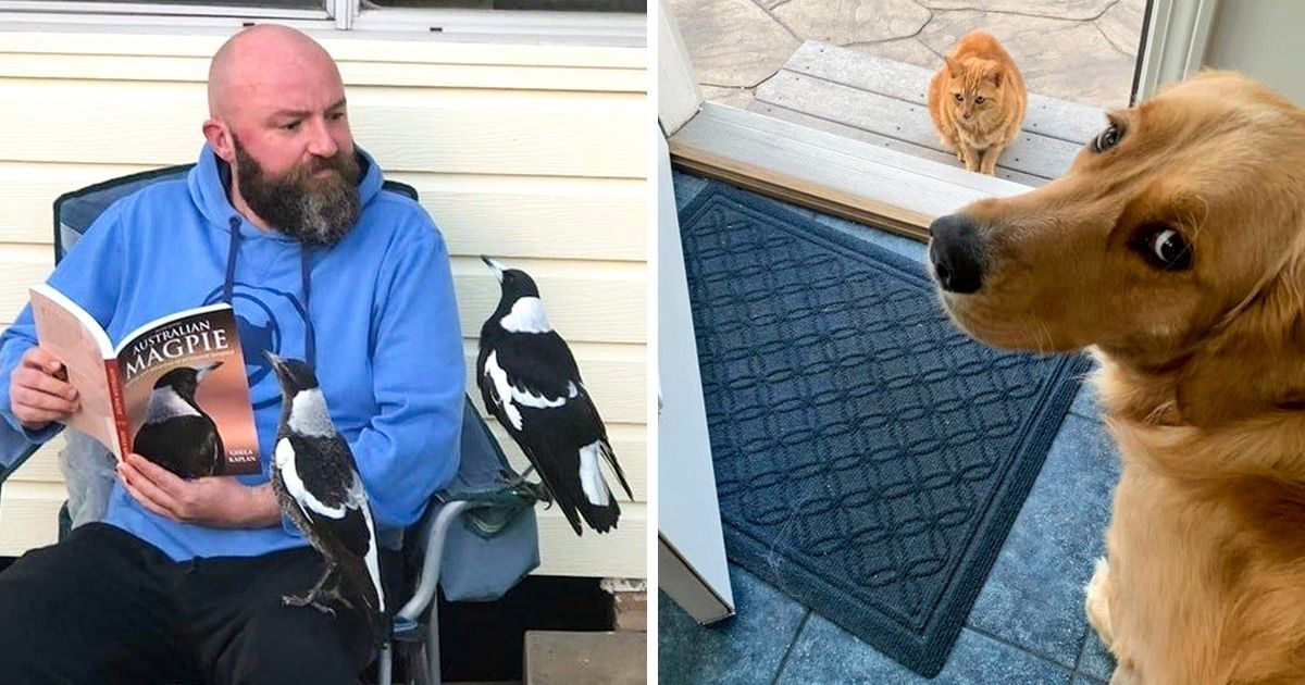 15+ Animaux qui nous apprennent qu’en d’amitié, l’espèce n’a pas d’importance