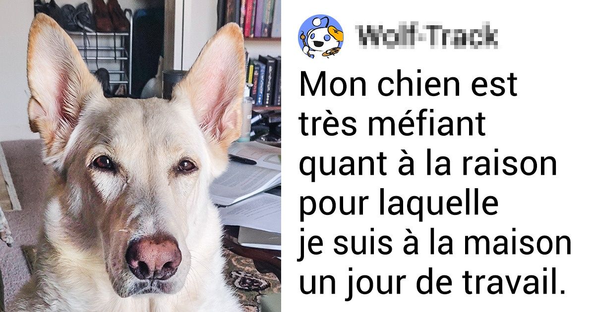 16 Internautes ont partagé les “joies” du travail à domicile avec leurs animaux