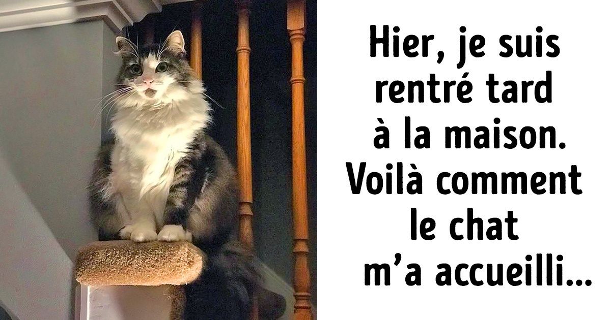 25 Chats coriaces et à sang froid avec lesquels on ne rigole pas