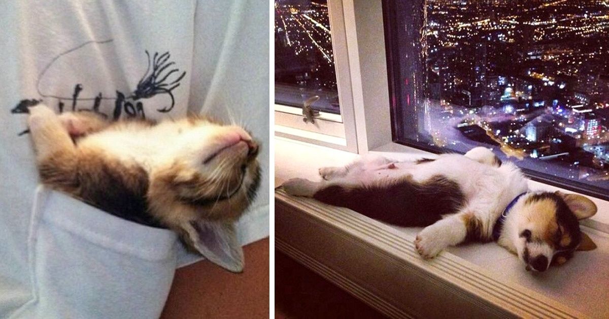 20 Animaux qui dorment si paisiblement qu’ils nous rendent un peu jaloux
