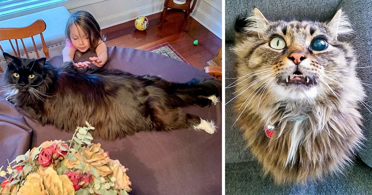 20 Chats Maine Coon tellement magnifiques qu’on pourrait croire que leurs photos sont photoshopées 20 Chats Maine Coon tellement magnifiques qu’on pourrait croire que leurs photos sont photoshopées