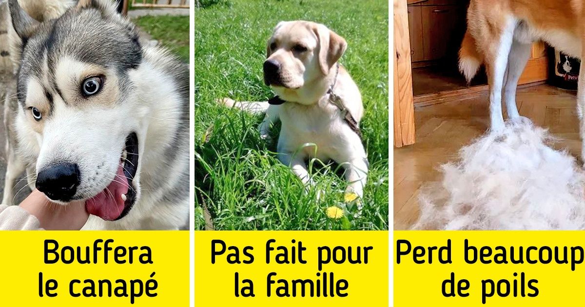 11 Races de chiens populaires que les gens adoptent de manière irresponsable, puis abandonnent pour la gêne qu’ils causent 11 Races de chiens populaires que les gens adoptent de manière irresponsable, puis abandonnent pour la gêne qu’ils causent