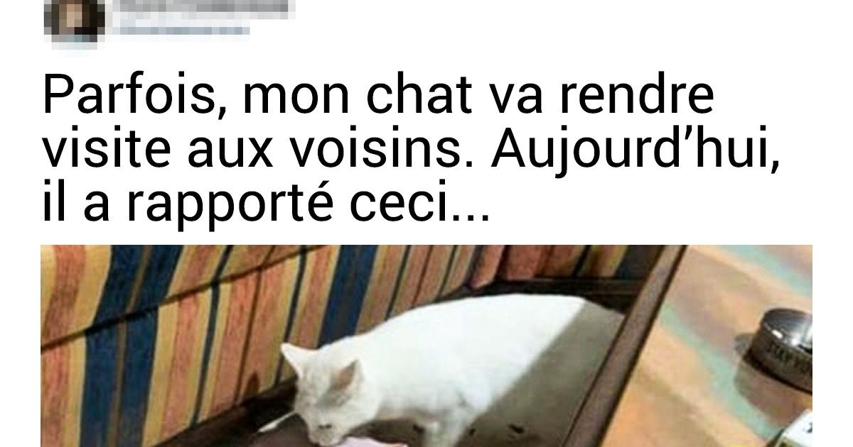 20+ Félins éhontés dont les maîtres auraient bien besoin d’herbe aux chats pour se détendre