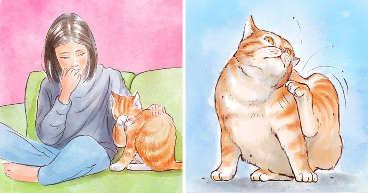 Voici comment savoir si ton chat a des allergies, et ce qu’il faut faire pour l’aider Voici comment savoir si ton chat a des allergies, et ce qu’il faut faire pour l’aider