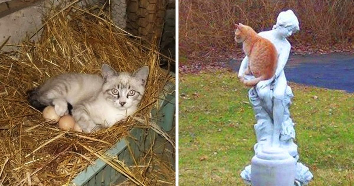 20 Chats détendus qui se sentent chez eux un peu partout 20 Chats détendus qui se sentent chez eux un peu partout