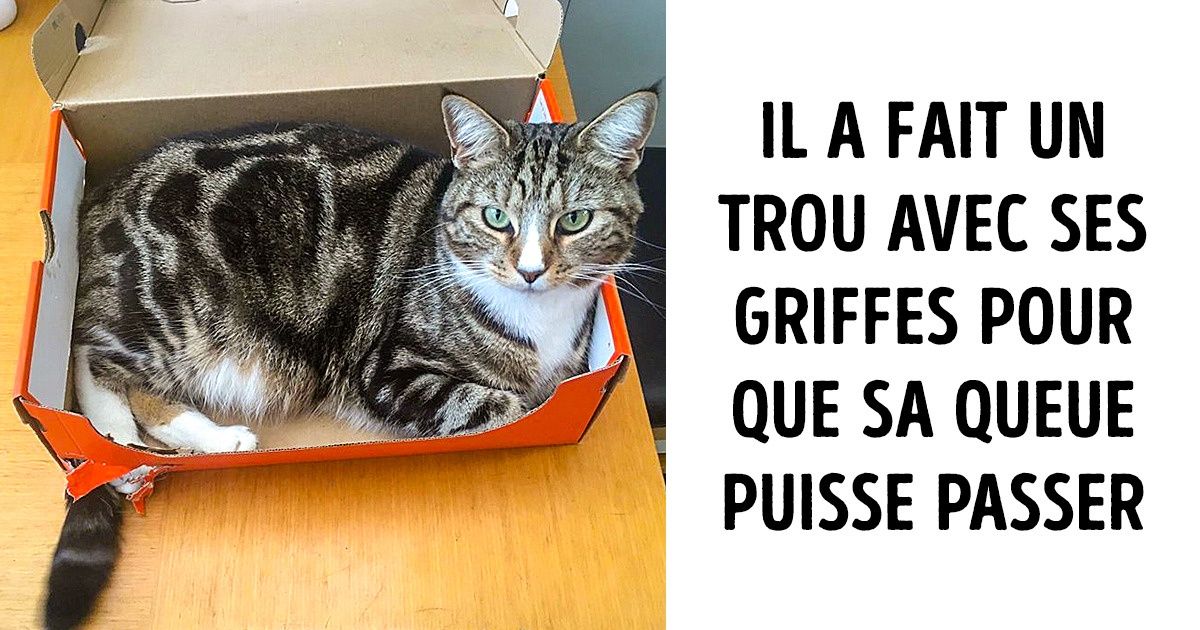20+ Photos de chats qui nous donnent le sourire 20+ Photos de chats qui nous donnent le sourire