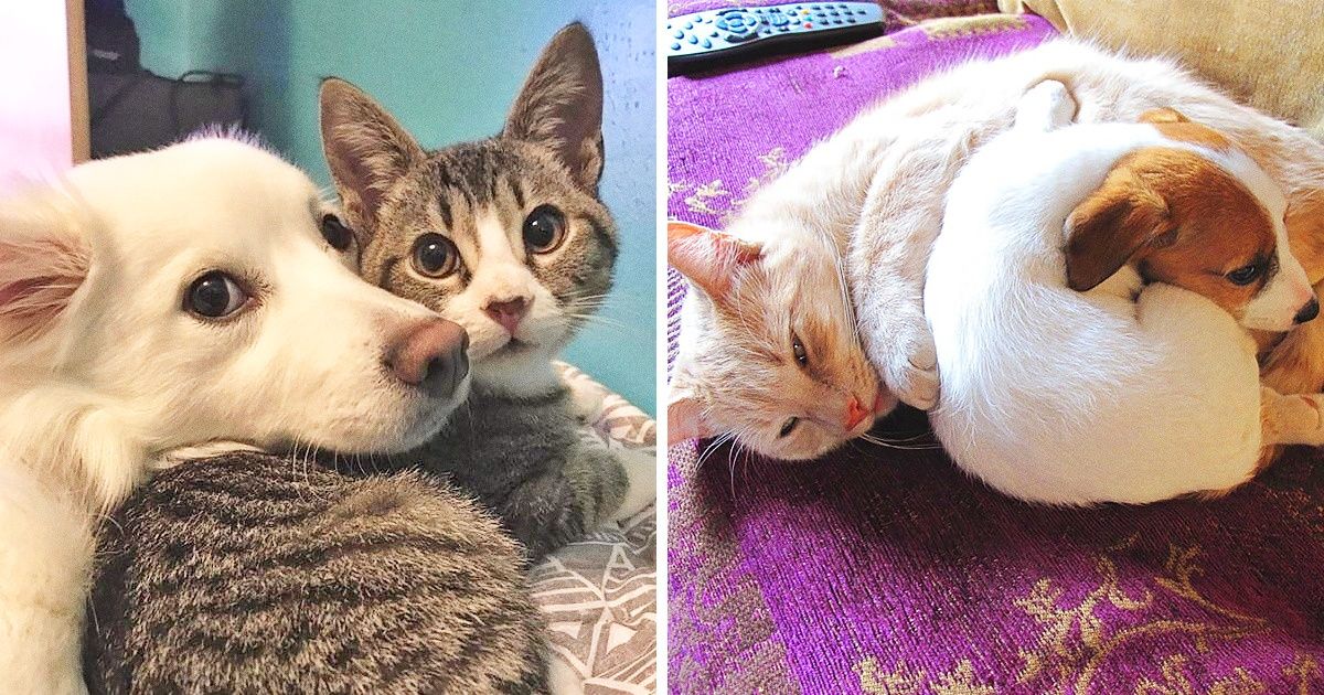20 Chiens et chats qui ont troqué leur rivalité contre une solide amitié