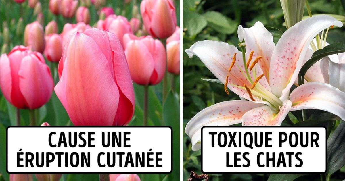 Ces 12 plantes d’intérieur pourraient être extrêmement dangereuses pour les enfants et les animaux