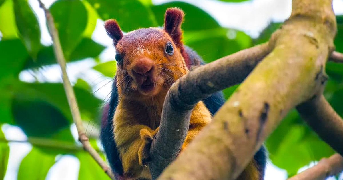 Un photographe indien prend des photos d’un écureuil géant multicolore qui devient la nouvelle star du web Un photographe indien prend des photos d’un écureuil géant multicolore qui devient la nouvelle star du web
