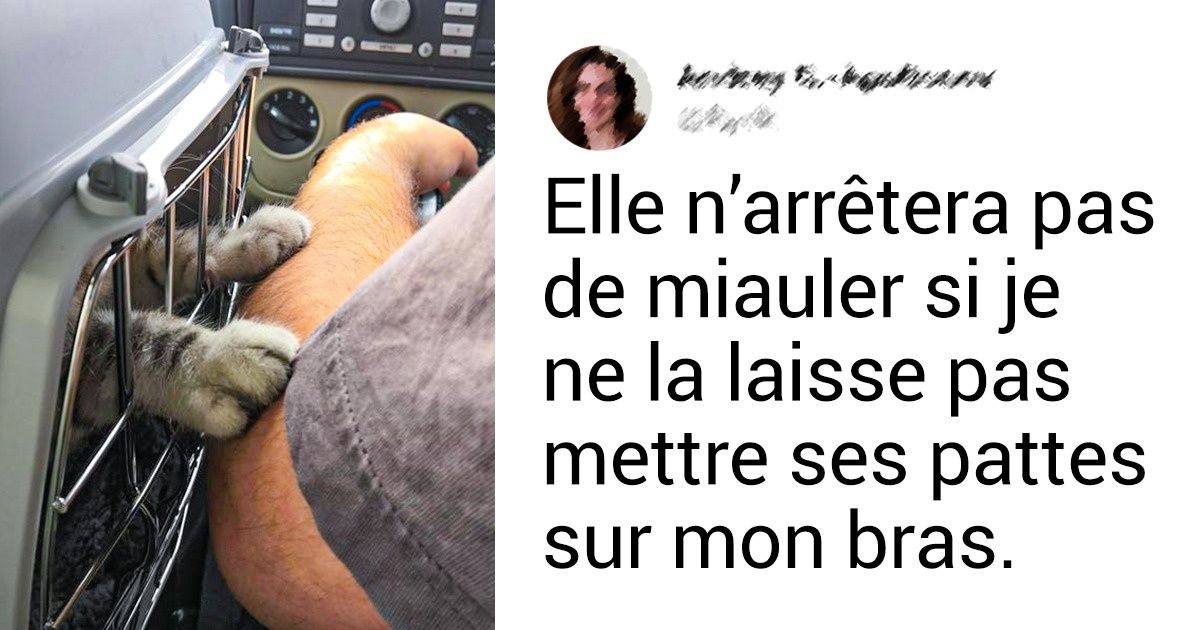24 Photos qui vont te faire adorer les chats 24 Photos qui vont te faire adorer les chats