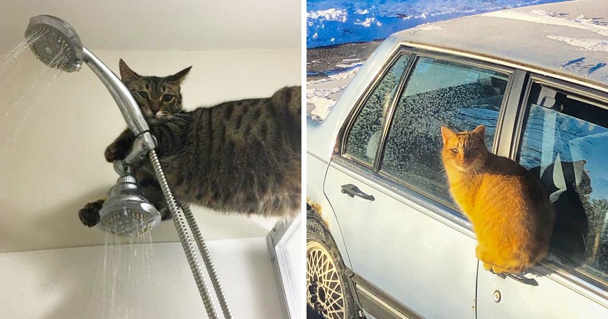 21 Chats qui ont créé leur propre définition du mot " logique " 21 Chats qui ont créé leur propre définition du mot " logique "