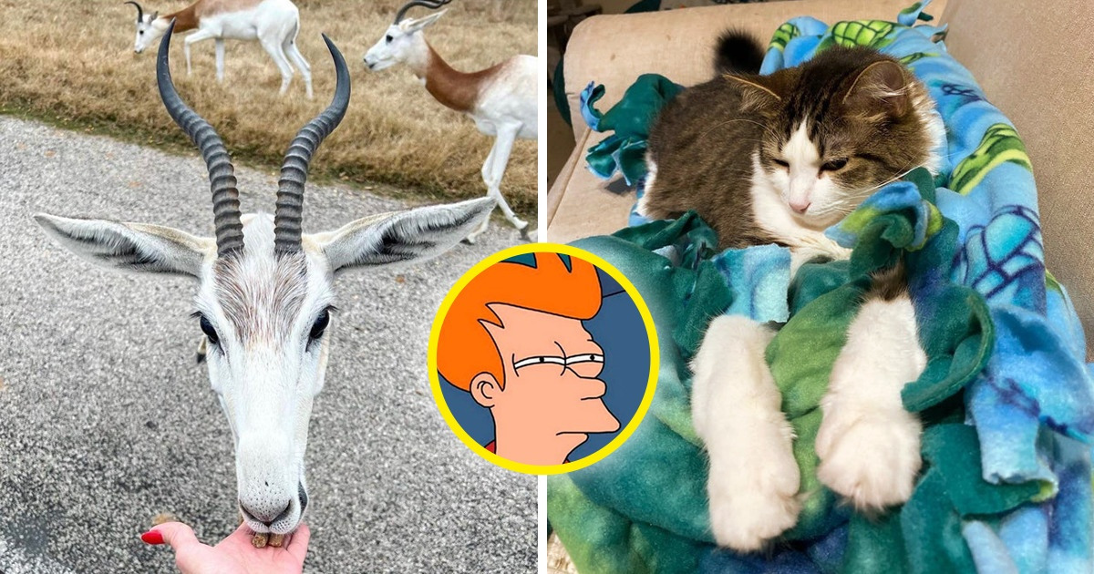 21 Photos qui, à première vue, pourraient confondre même les esprits les plus rationnels