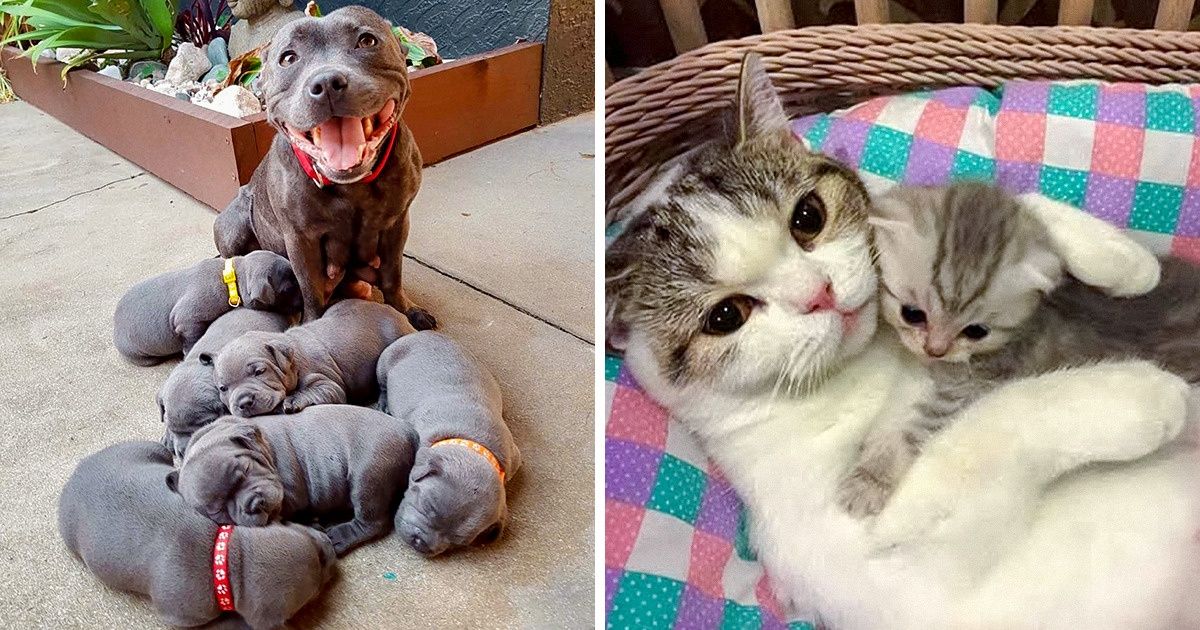 20 Familles d’animaux qui vont te donner envie d’embrasser tes parents tout de suite