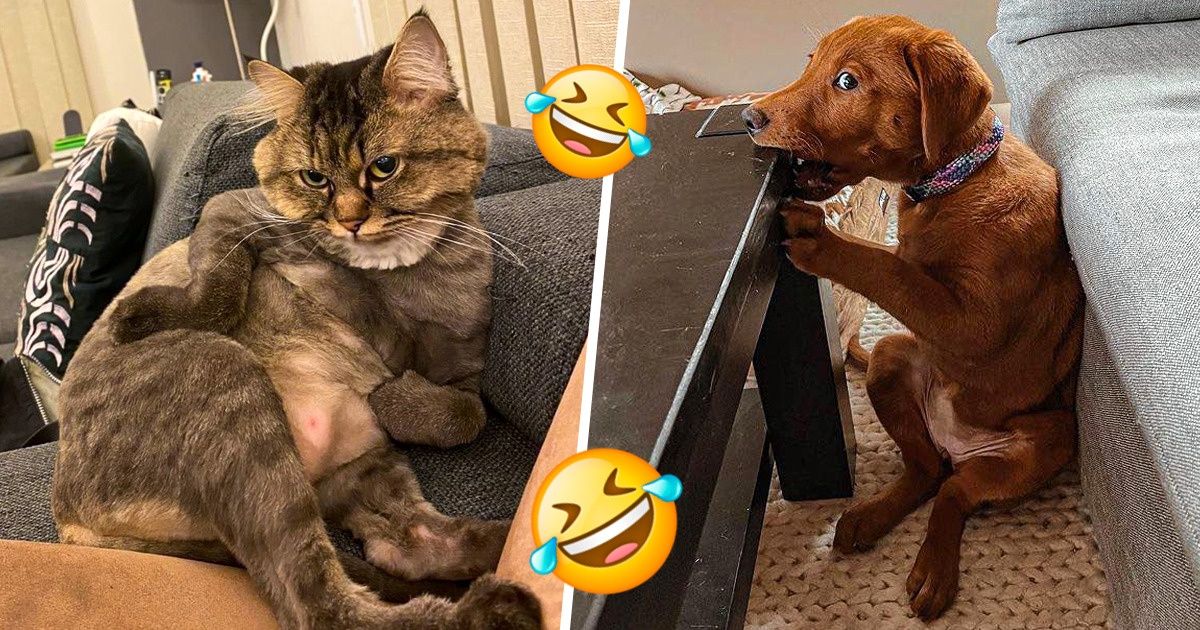 20 Animaux de compagnie avec une personnalité unique qu’ils ne cherchent pas à cacher