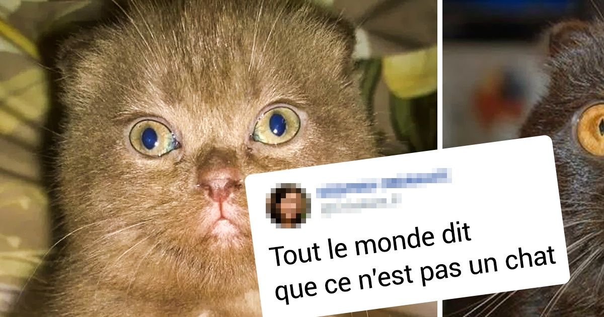 20+ Boules de poils toutes mignonnes qui se sont transformées avec le temps en animaux avec beaucoup de charisme