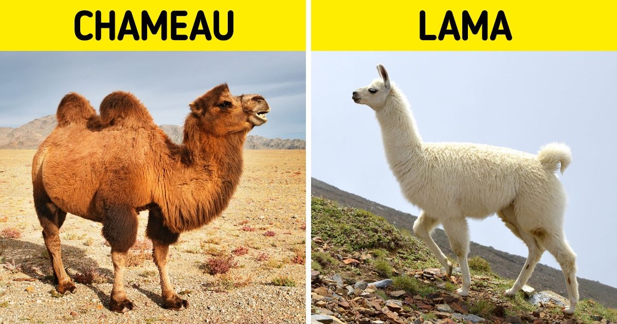 Lama et Alpaga : Quelles sont les Différences et les Points Communs ? –  Super Lama