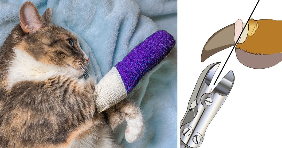 6 Raisons pour lesquelles dégriffer un chat est cruel et égoïste