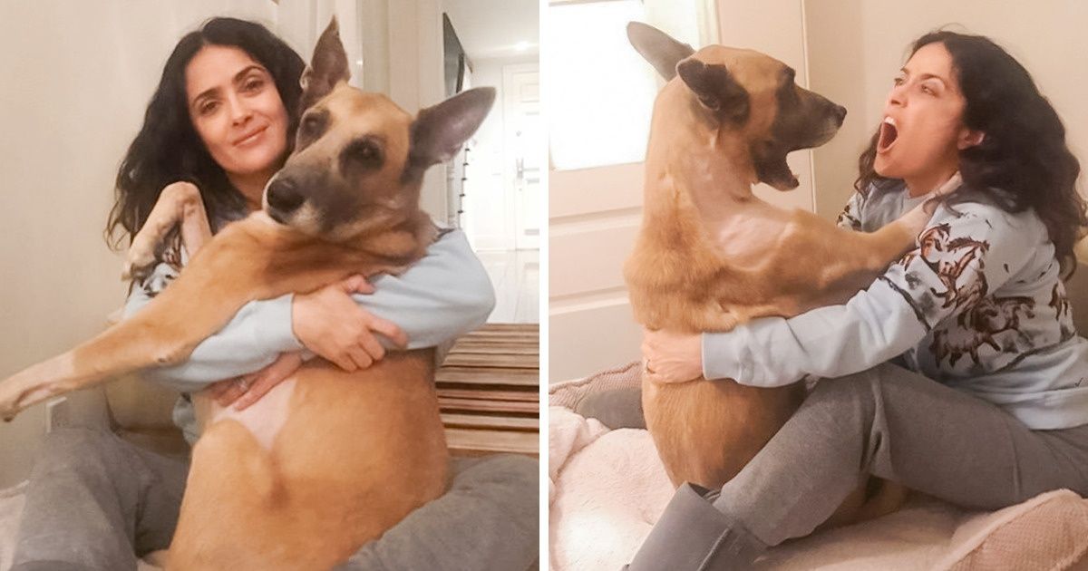 La Science affirme que les chiens comprennent vraiment ce que nous leur disons