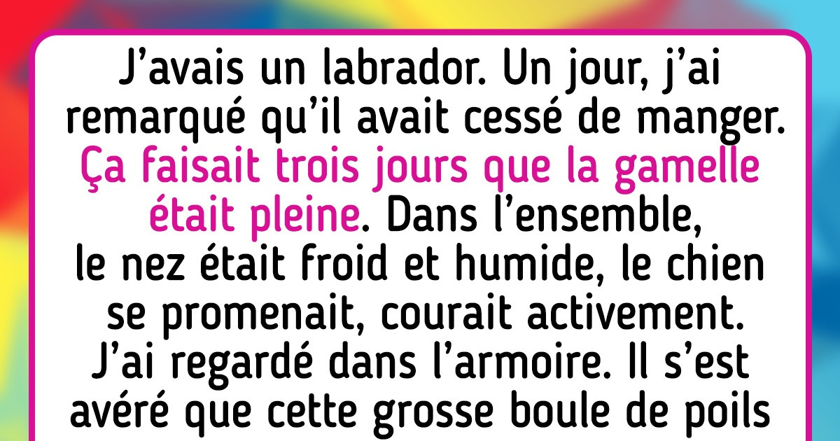 15 Histoires expliquant pourquoi les chiens sont un cadeau pour l’humanité 15 Histoires expliquant pourquoi les chiens sont un cadeau pour l’humanité