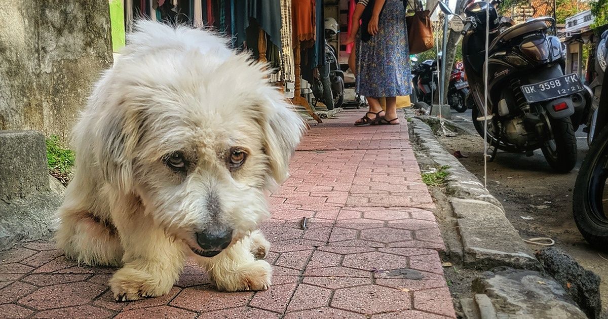 Une étude révèle que crier contre ton chien a un effet destructif sur son esprit