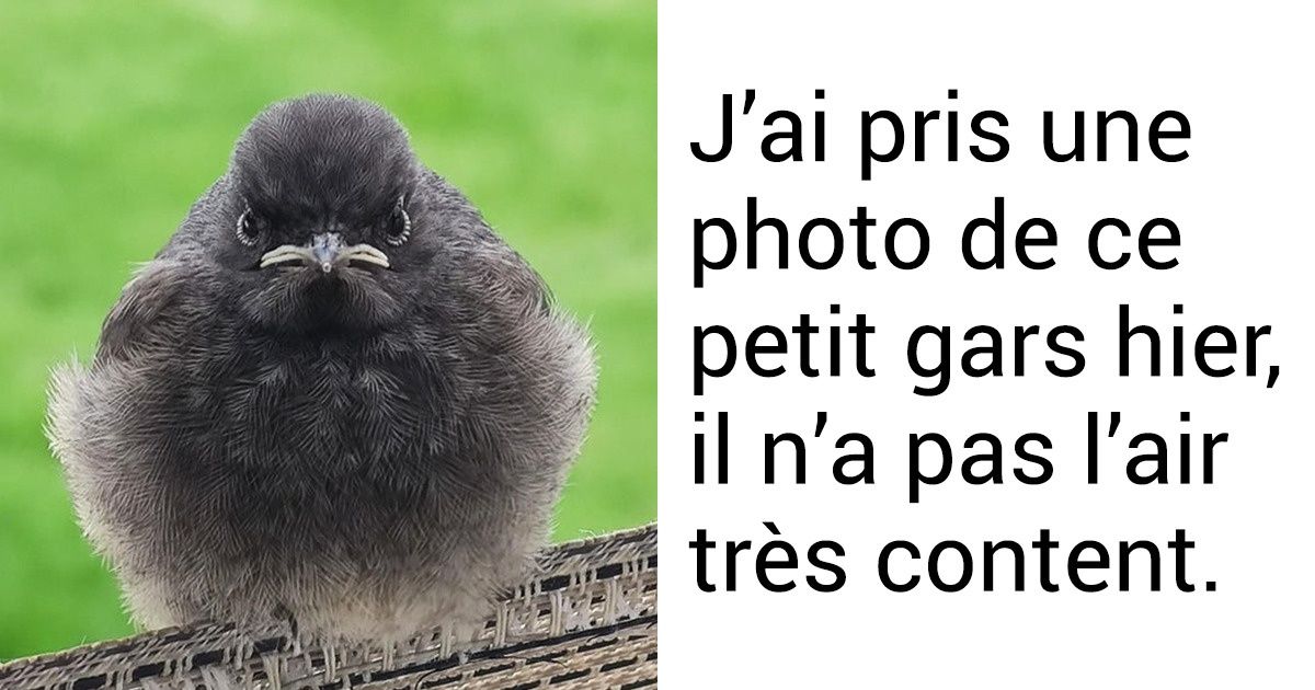 20 Visages d’animaux qui expriment des émotions auxquelles on ne s’attendait pas