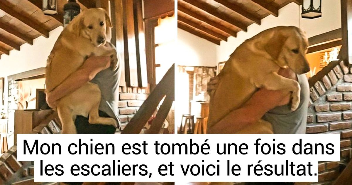 20 Moments où les animaux ont montré qu’ils étaient de véritables enfants