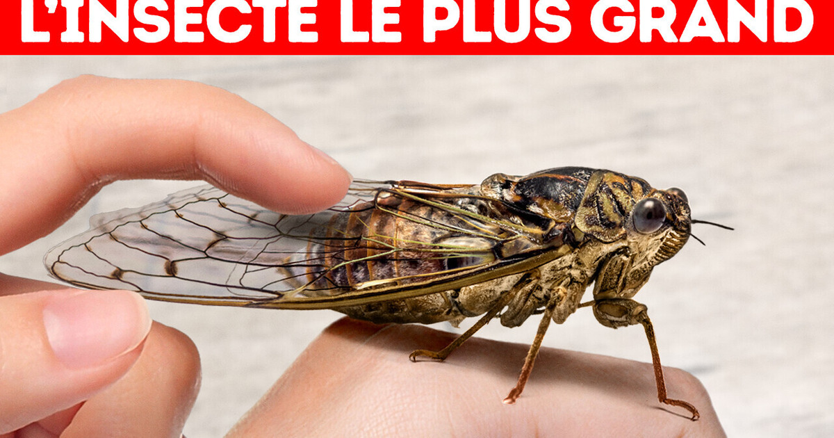 23 Faits Dont Personne Ne Sait Quoi Faire 23 Faits Dont Personne Ne Sait Quoi Faire