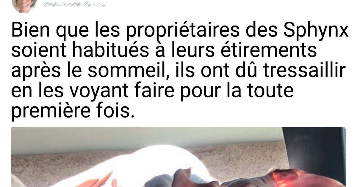 20+ Chats qui n’ont pas appris à être gentils quand ils étaient petits