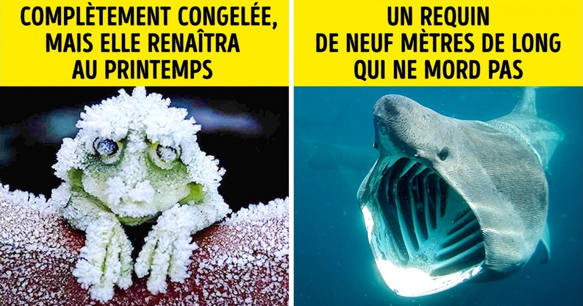 On ne nous a jamais parlé de ces 9 secrets sur les animaux en classe de biologie ils sont pourtant fascinants On ne nous a jamais parlé de ces 9 secrets sur les animaux en classe de biologie ils sont pourtant fascinants