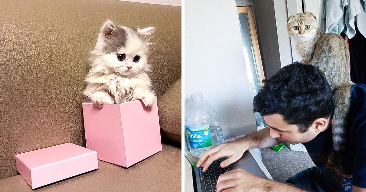 20 Chats qui ont trouvé leur endroit préféré, juste pour se détendre