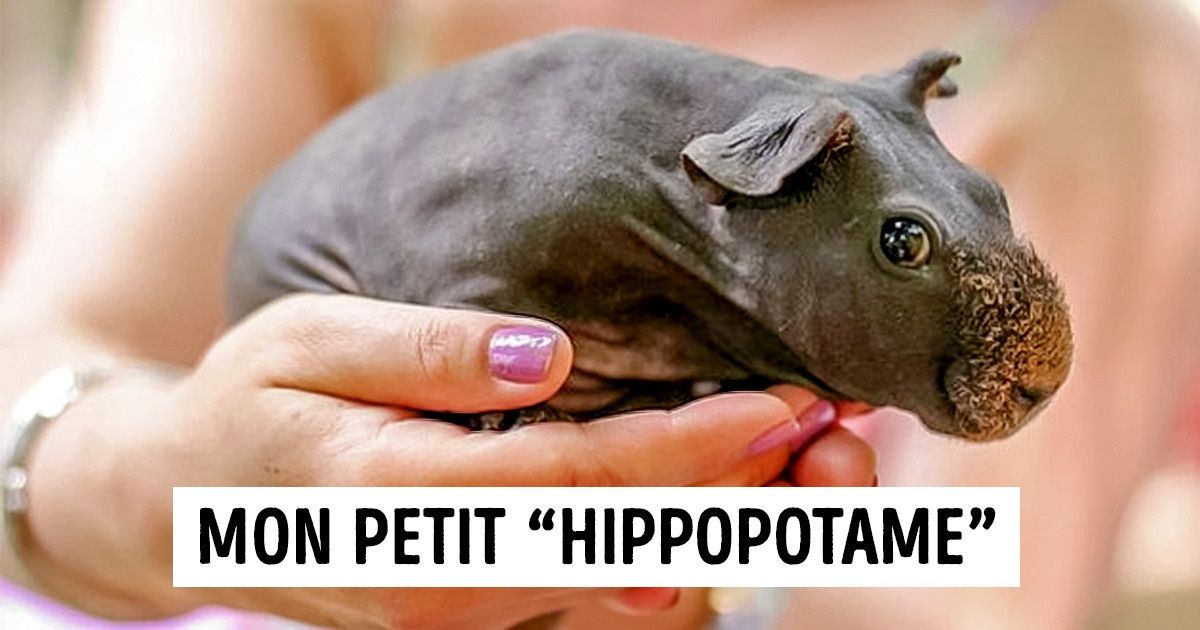 20+ Photos d’animaux adorables qui tiennent dans la paume de la main