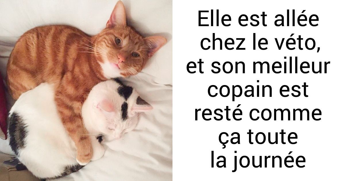 20+ Photos qui prouvent que les chats aussi sont d’adorables créatures