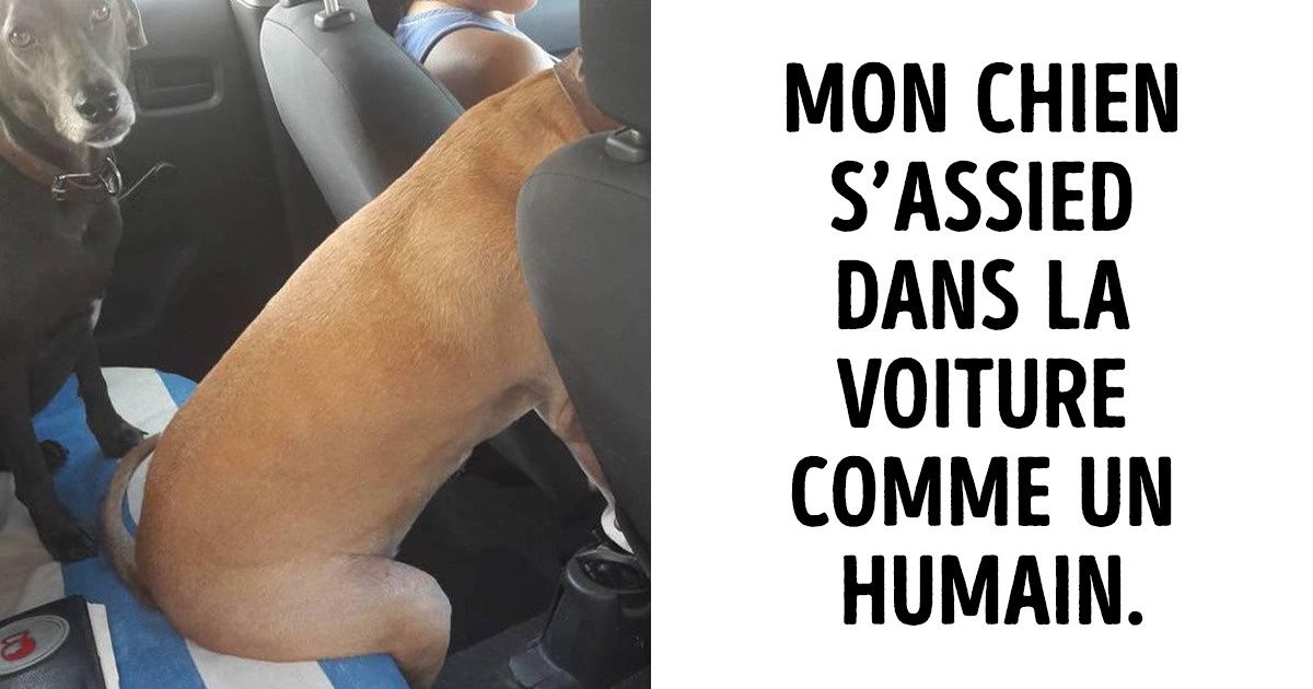 19 Habitudes farfelues d’animaux de compagnie que leurs maîtres ont partagées sur la toile 19 Habitudes farfelues d’animaux de compagnie que leurs maîtres ont partagées sur la toile