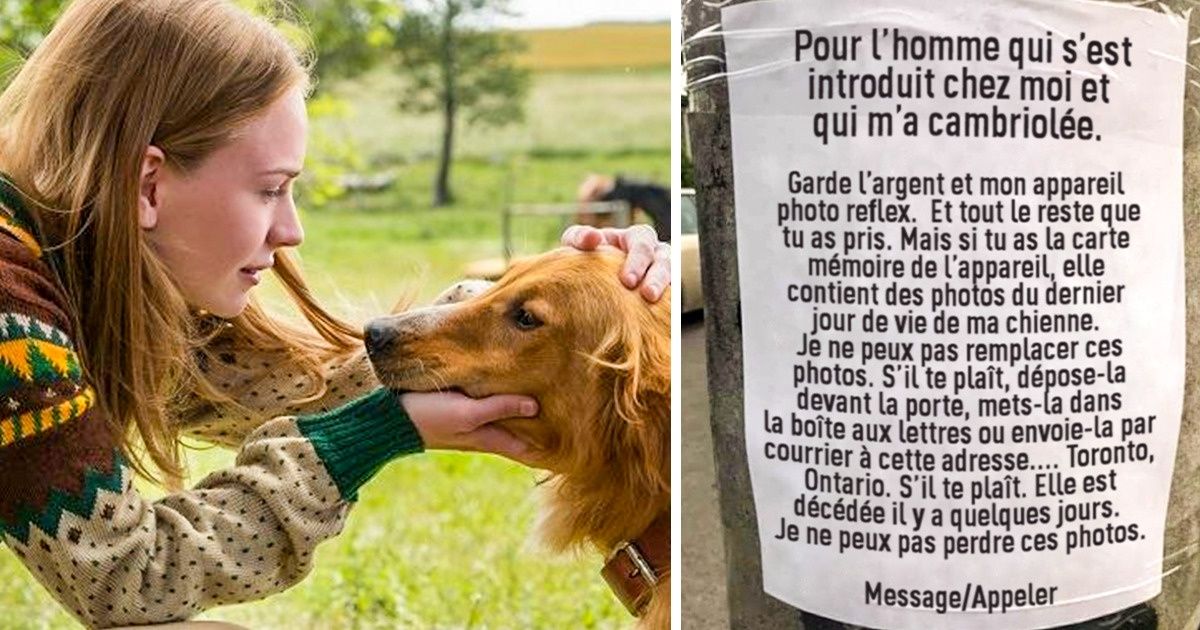 Une femme supplie un cambrioleur de lui rendre les photos du dernier jour de la vie de sa chienne Une femme supplie un cambrioleur de lui rendre les photos du dernier jour de la vie de sa chienne