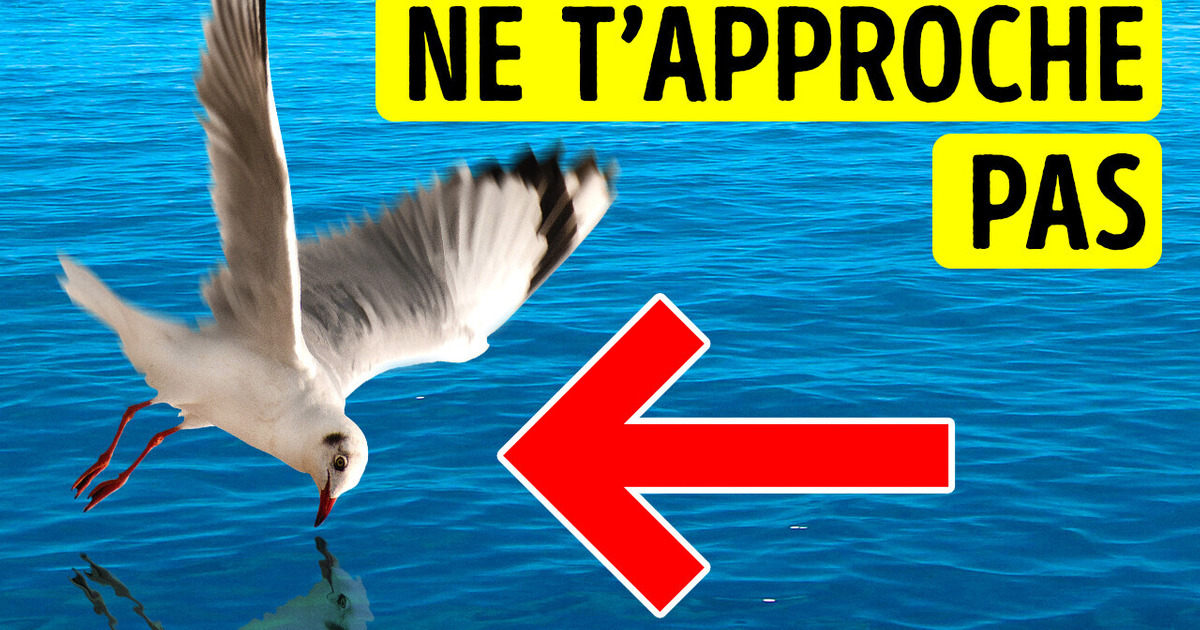 Ne t’Approche pas de l’Eau si tu Vois des Oiseaux Voler au-Dessus de toi