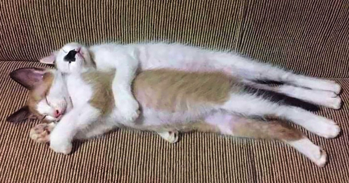 18 Photos de chats dormant en cuillère qui donnent envie de faire la même chose