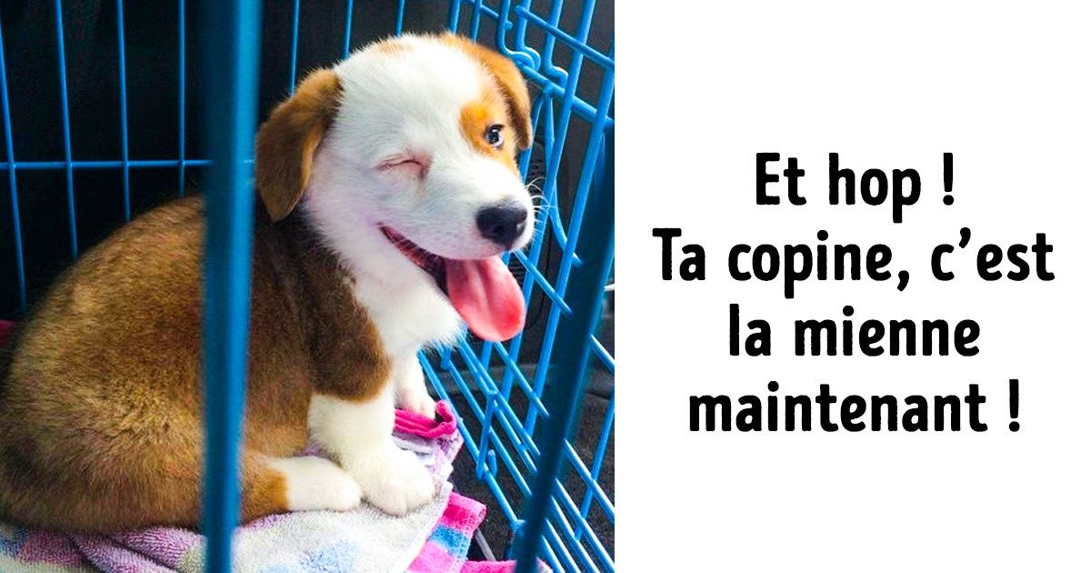 20 Photos qui prouvent à quel point nos animaux nous changent la vie, et c’est d’ailleurs pour ça que nous les aimons autant