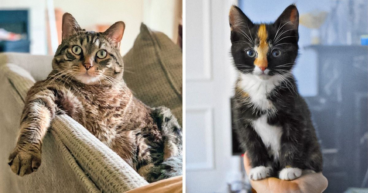 25 Images qui démentent le mythe affirmant que les chats sont détachés