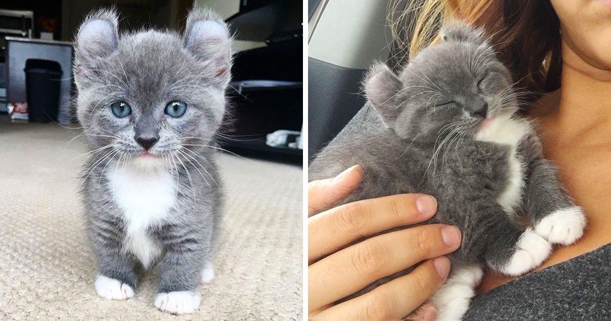 20+ Animaux poilus tellement mignons que tu pourrais les confondre avec des peluches !