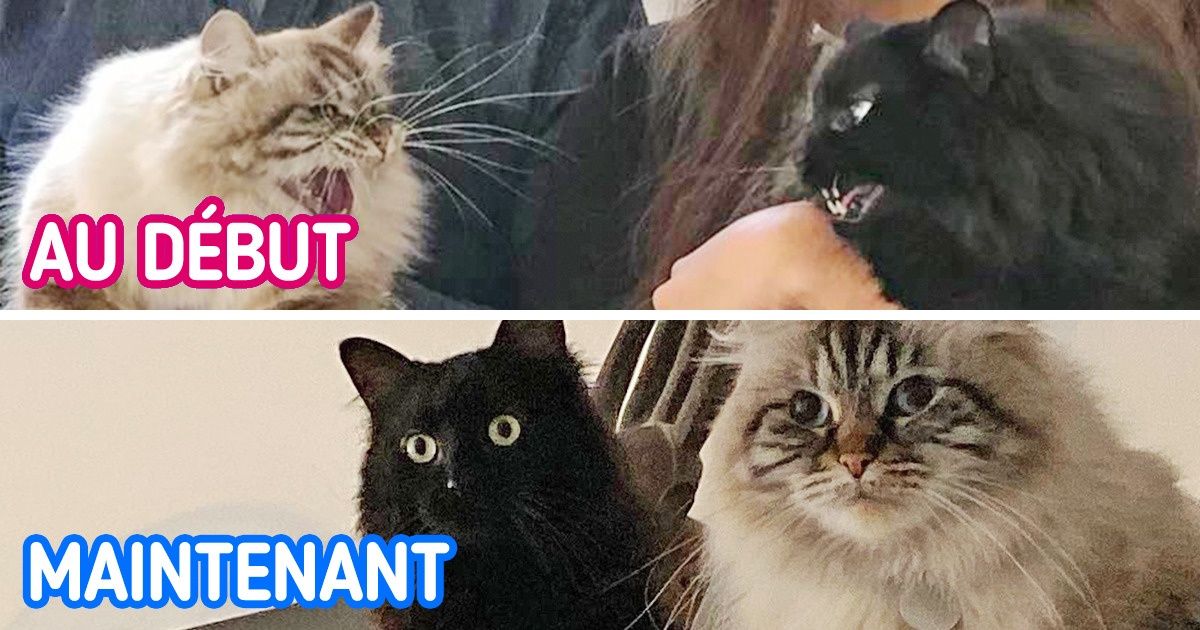 20 Photos de chats montrant que lorsqu’ils vivent à deux, c’est aussi deux fois plus de tendresse