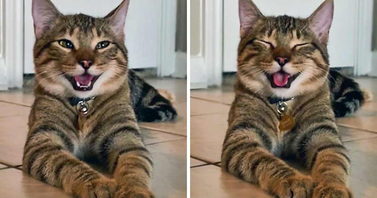 22 Animaux à qui la nature a donné une dose supplémentaire de sympathie