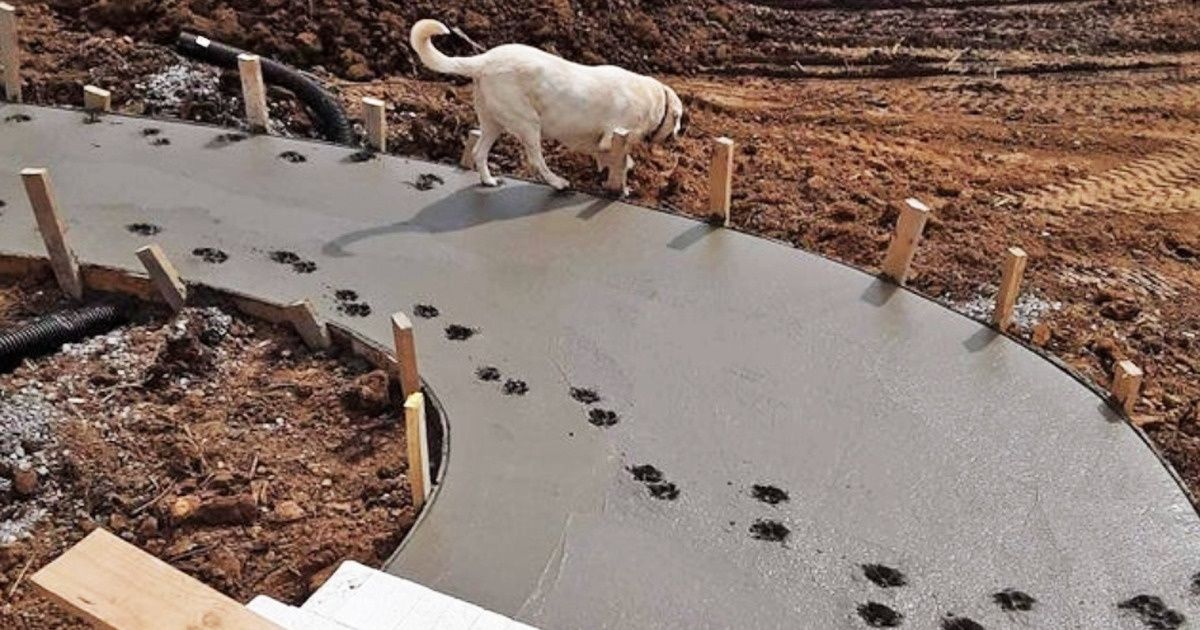 18 Chiens qui ont essayé d’être sages, mais qui n’ont pas réussi 18 Chiens qui ont essayé d’être sages, mais qui n’ont pas réussi