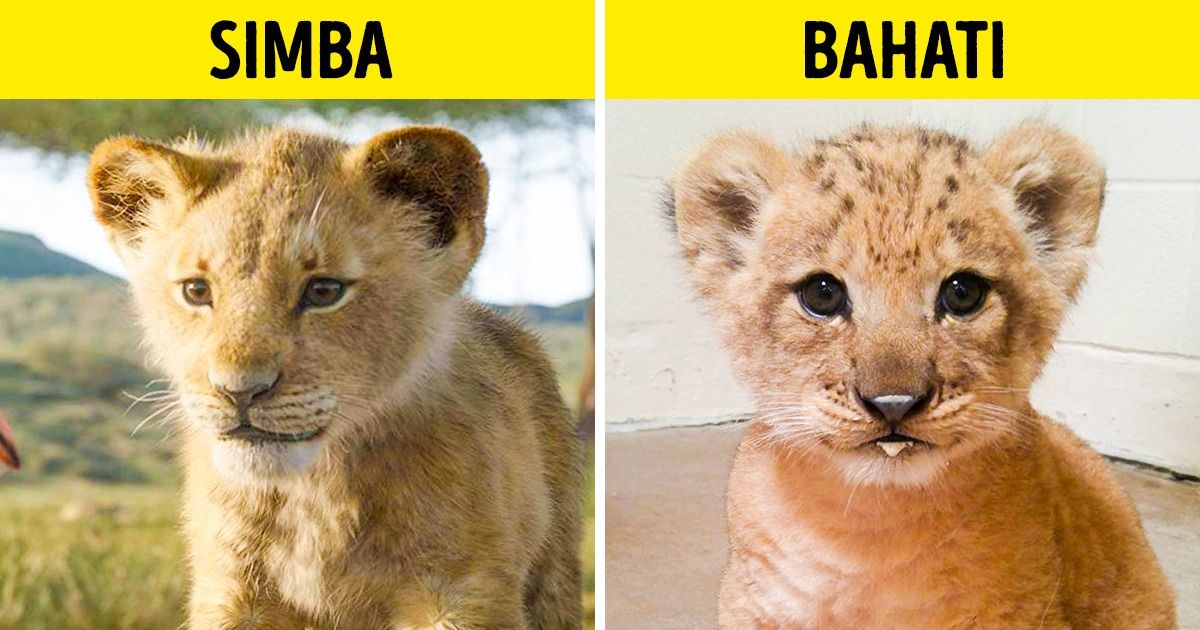 Bahati, la petite lionne qui a servi d’inspiration pour créer le nouveau Simba et qui conquiert désormais les réseaux sociaux Bahati, la petite lionne qui a servi d’inspiration pour créer le nouveau Simba et qui conquiert désormais les réseaux sociaux