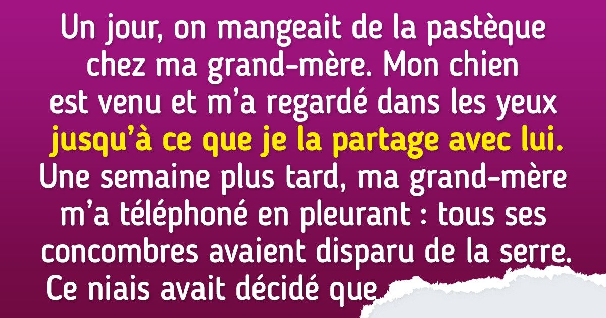 12 Histoires prouvant que ce sont les animaux de compagnie qui établissent les règles à la maison