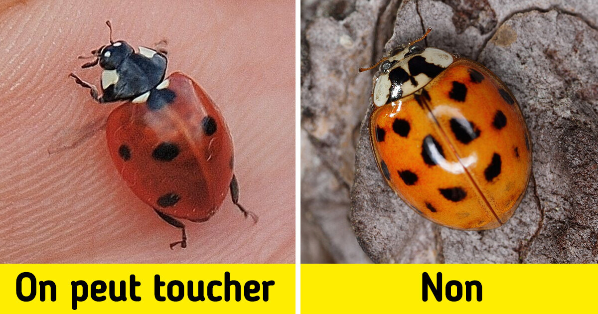 13 Créatures qui ont l’air inoffensives mais qui peuvent être dangereuses