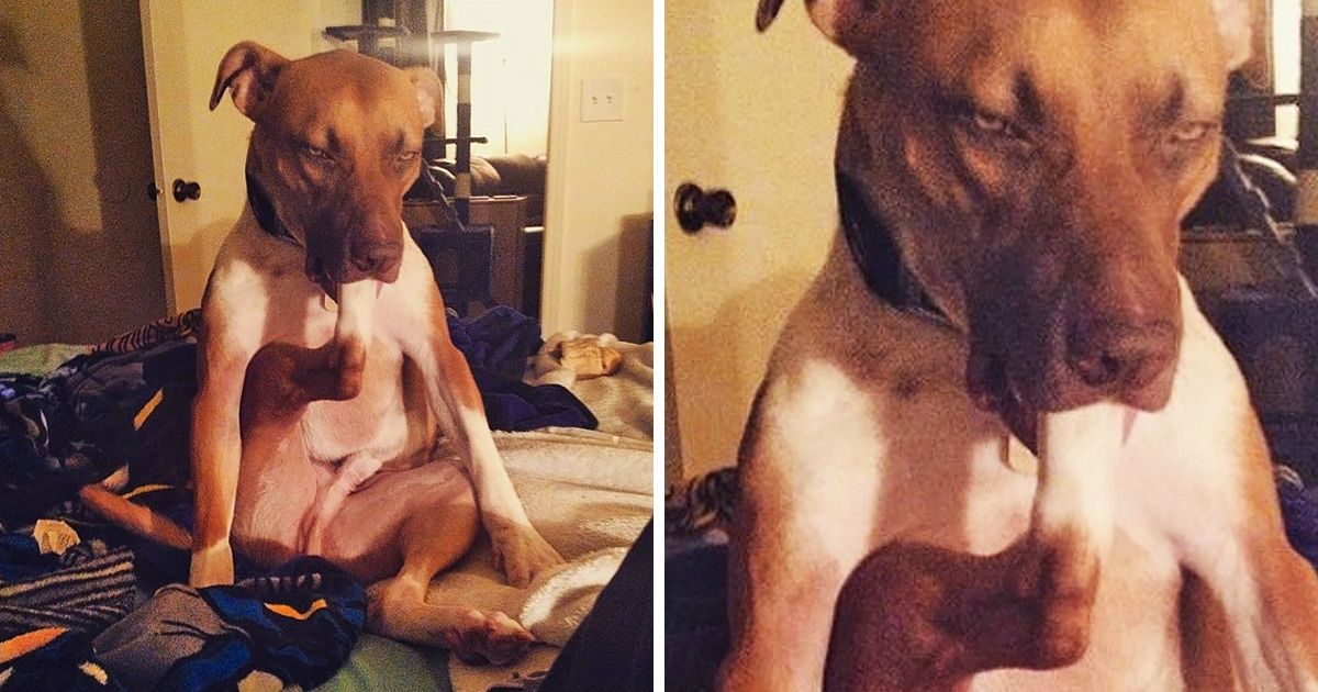 23 Photos de chiens si étranges qu’on ne leur a pas trouvé d’explication !