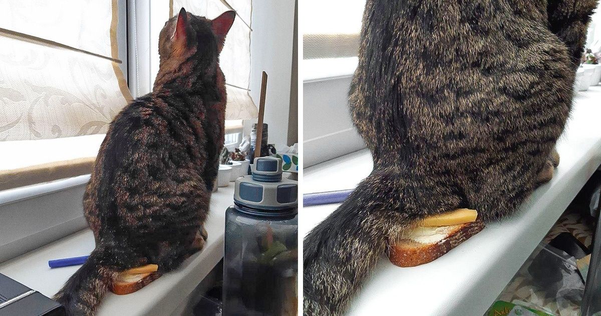 20+ Situations familières à ceux qui ont la chance d’avoir un chat