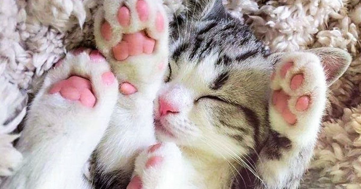 Découvre 20 animaux adorables dont le charme te fera totalement fondre !