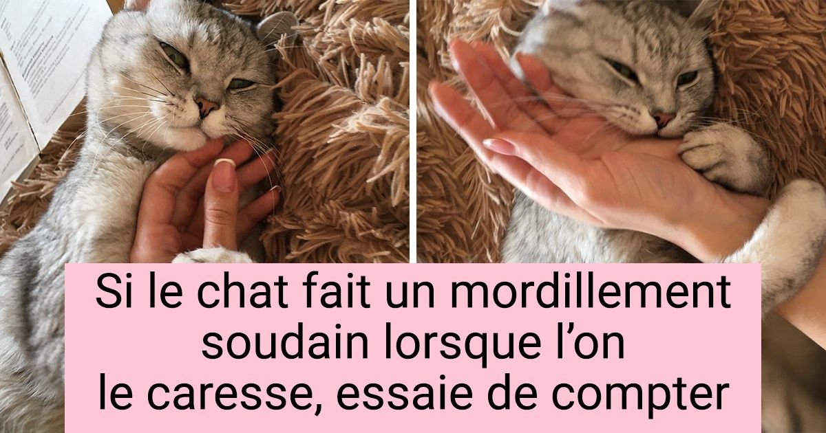 12 Faits qui prouvent que Dame Nature a pris le projet “Chat” très au sérieux